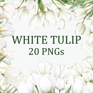 Weiße Tulpe Blume 20 Blumen Clipart Pack Aquarell Weiße Tulpe Blume Kunst PNG Digitaler Download Kommerzielle Nutzung Sublimation Bild Bündel