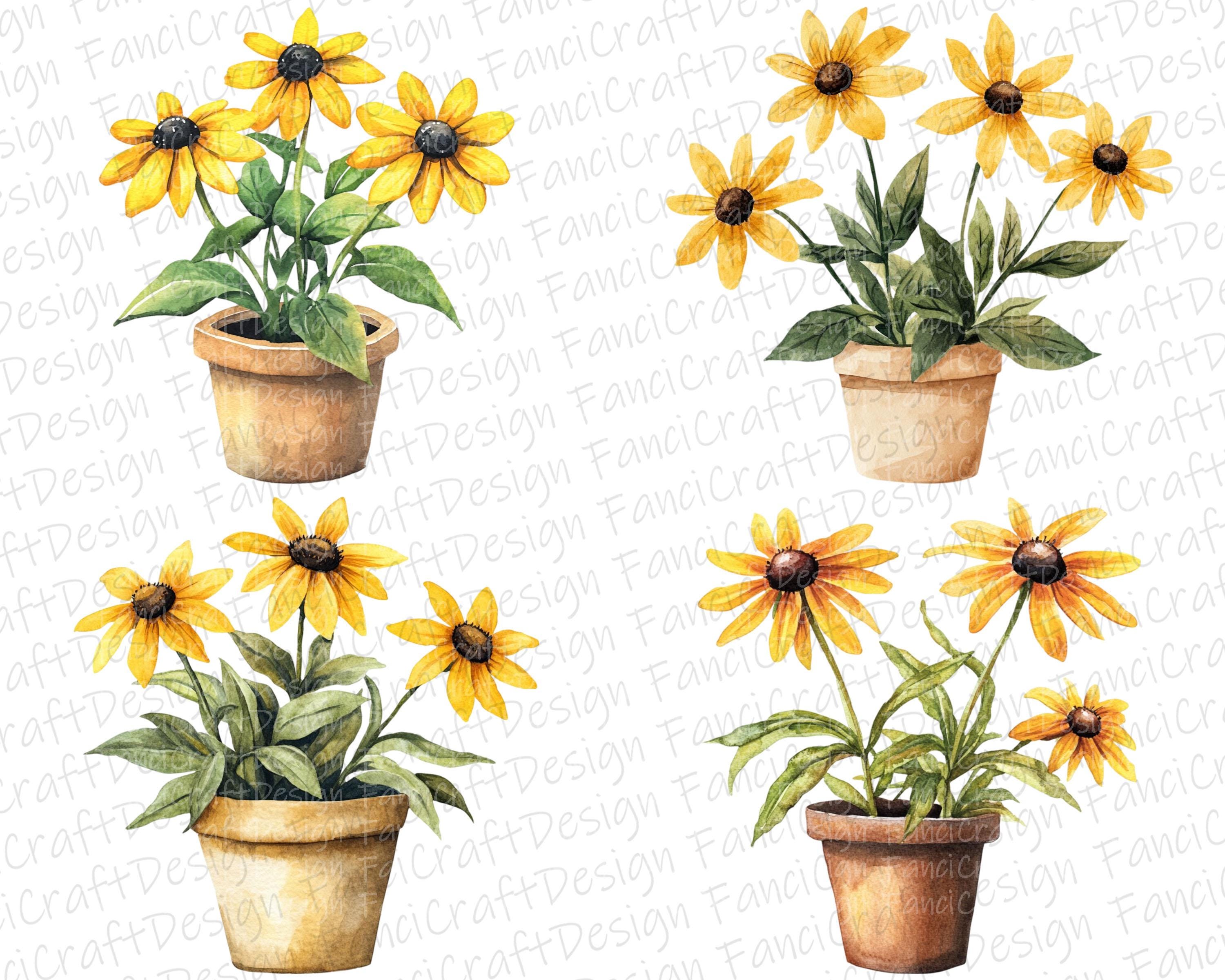 Black Eyed Susan Flowers 24 Floral Clipart Pack Yellow Watercolor PNG ...