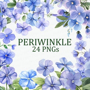 Flores pervinca 24 Pacote de clipart floral roxo aquarela para impressão PNG Download digital DPI Uso comercial Sublimação Pacote de imagens de arte