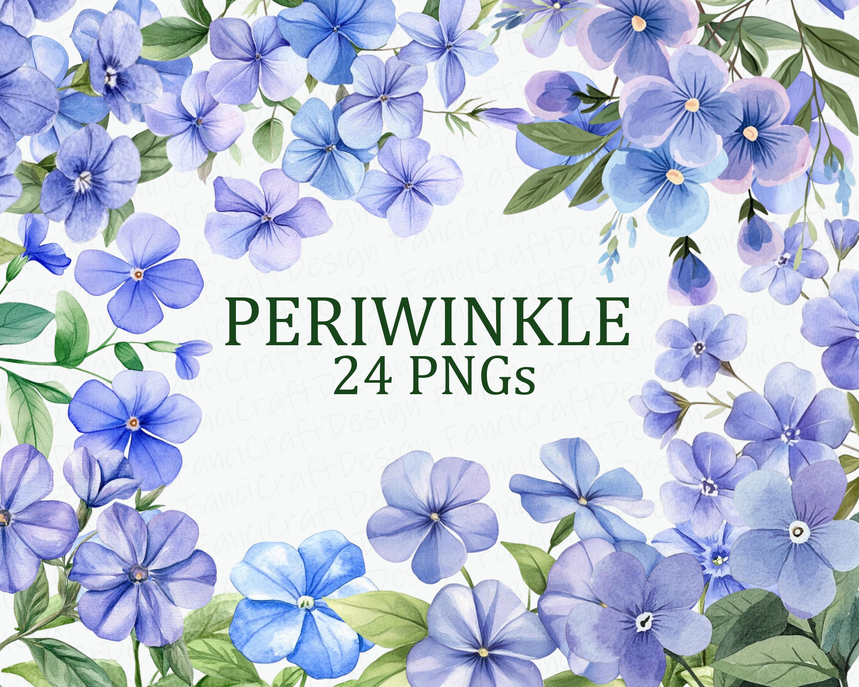 R Periwinkle Flowers 24 Purple Floral Clipart Pack Watercolor