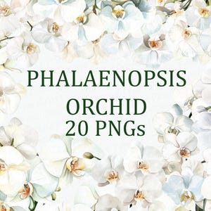 Weiße Phalaenopsis Orchidee Blume 20 Blumen Clipart Pack Aquarell Blumen Kunst PNG Digital Download Kommerzielle Nutzung Sublimation Bild Bündel
