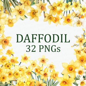 Påskliljablommor 32 blommiga clipartpaket gult utskrivbart akvarell PNG digital nedladdning DPI kommersiellt bruk sublimeringskonstbildpaket