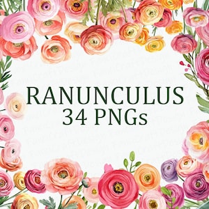 Ranunculus Flower 34 Floral Clipart Pack Watercolor Ranunculus Flower Clipart PNG Digital Download Commercial Use Sublimation Image Bundle
