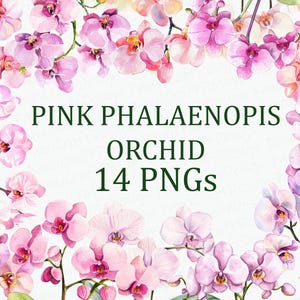 Rosa Phalaenopis Orchidee Blume 14 Floral Clipart Pack Aquarell rosa Phalaenopis Orchidee PNG Digitaler Download Kommerzielle Nutzung Bild Bündel