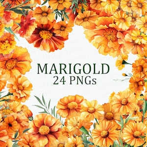 Marigold Flower 24 Floral Clipart Pack Watercolor Orange Marigold Flower Art PNG Digital Download Commercial Use Sublimation Image Bundle