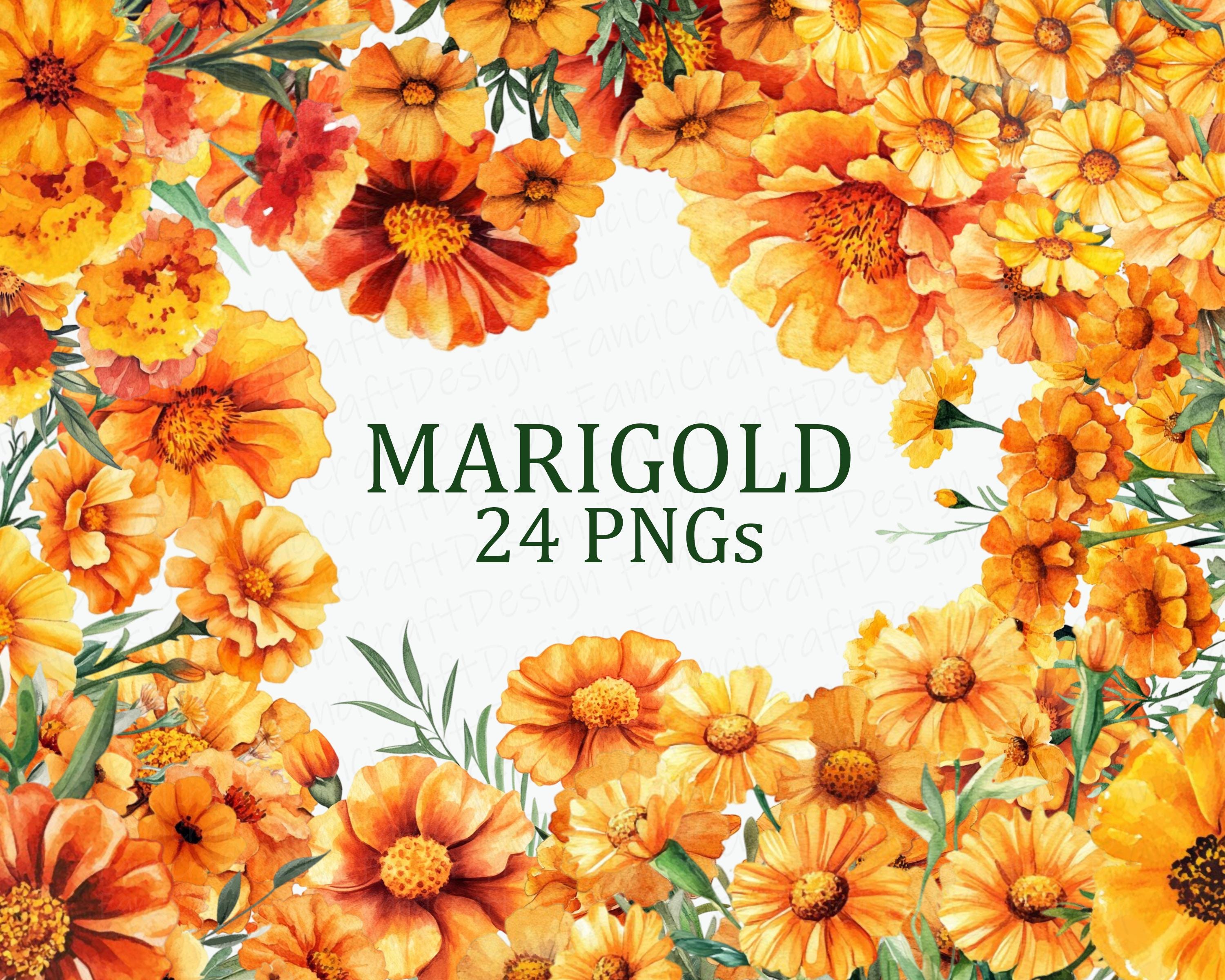 Marigold Flower 24 Floral Clipart Pack Watercolor Orange Marigold Flower Art PNG Digital Download Commercial Use Sublimation Image Bundle