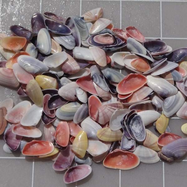 Seashells Coquina clam shells, 100, FREE SHIPPING, collected from Naples to Sanibel, perfect for crafts