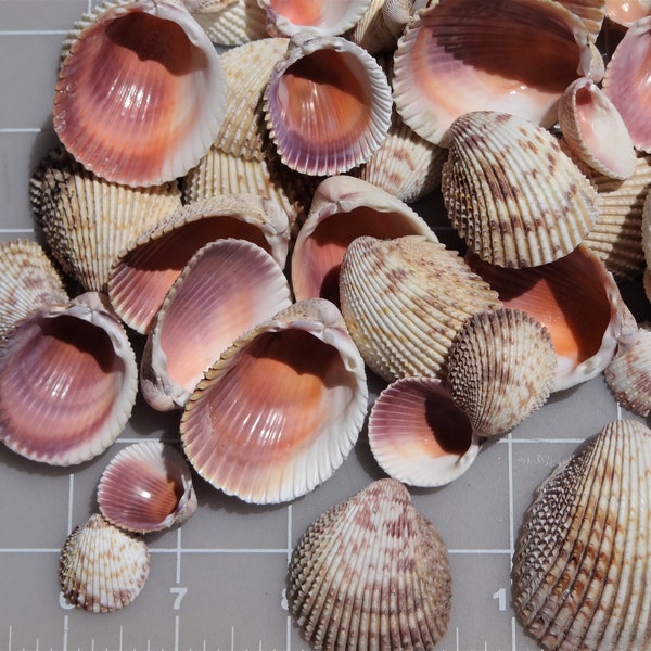 Shells seashells 50 Spiny Cockle