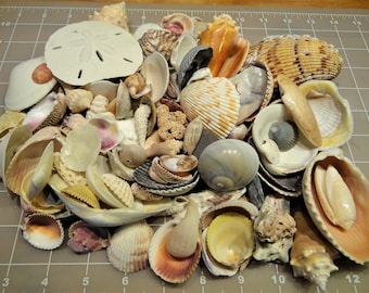 Seashells shells from Naples to Sanibel, 1lb mix of at least 25 varieties FREE SHIPPING conch whelks bubble scallop clam olive shark eye etc