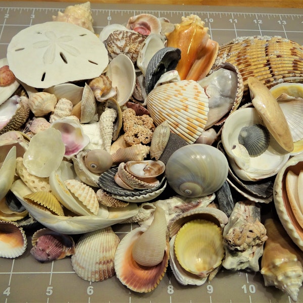 Seashells shells from Naples to Sanibel, 1lb mix of at least 25 varieties FREE SHIPPING conch whelks bubble scallop clam olive shark eye etc