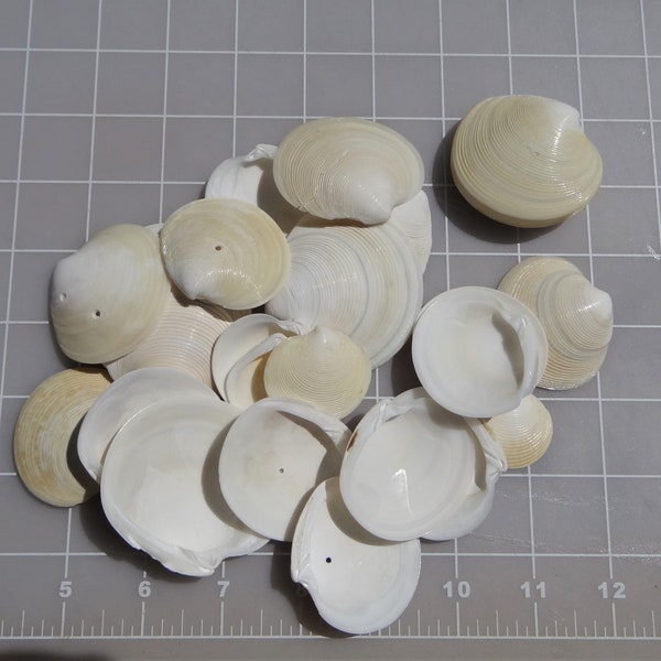 Decoupage Shells Etsy