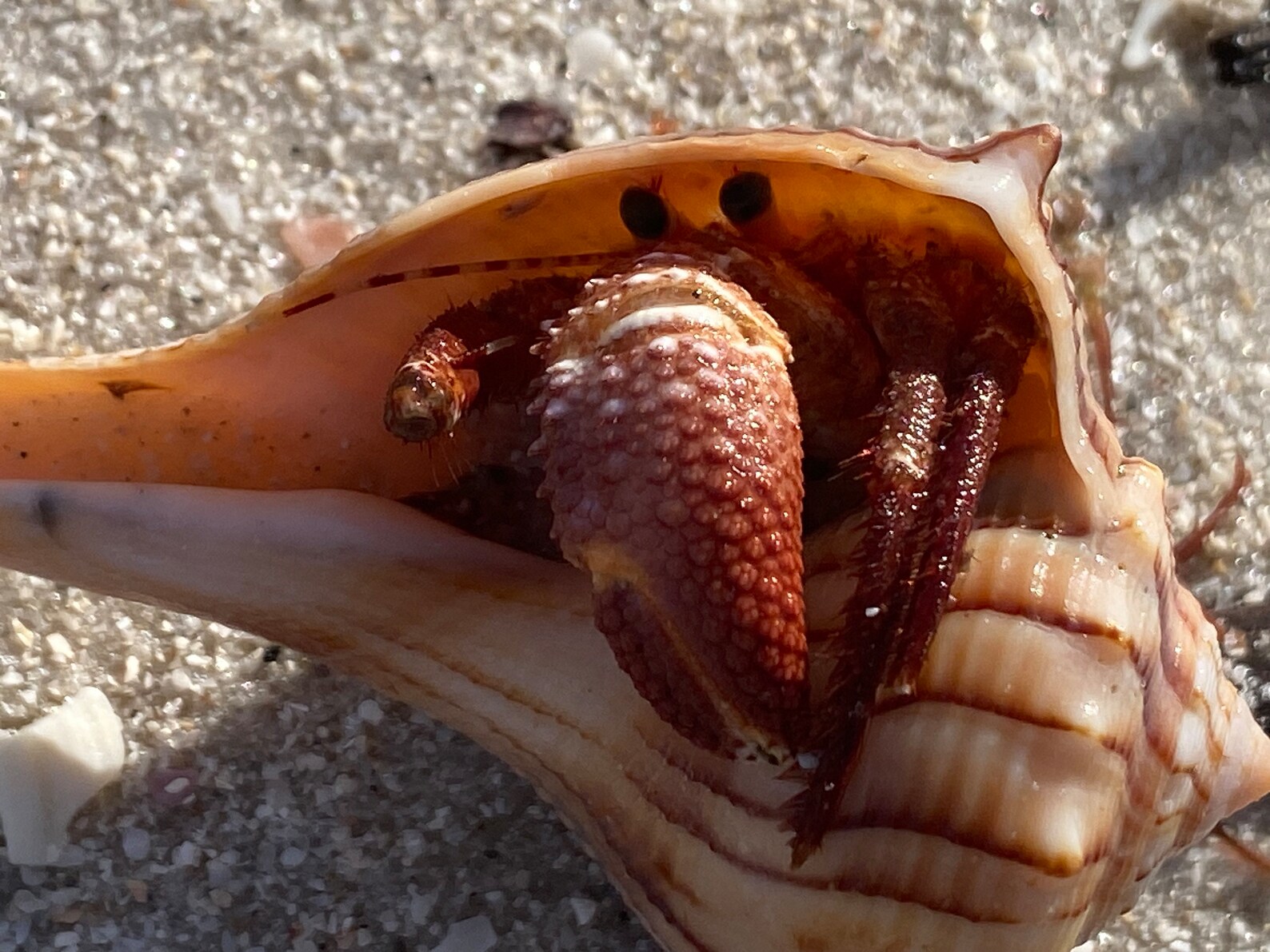 Seashells Coquina Clam Shells 100 FREE SHIPPING Collected Etsy