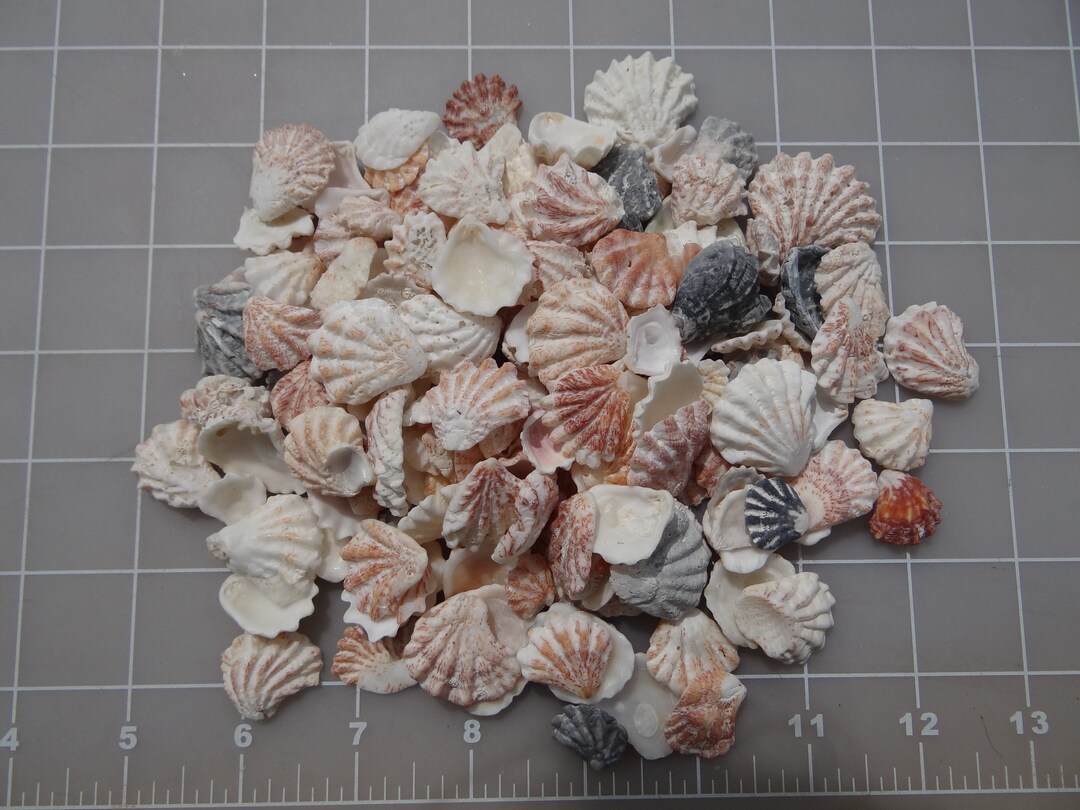 Shells Seashells Cats Paw/ Kitten Paw X 40 - Etsy