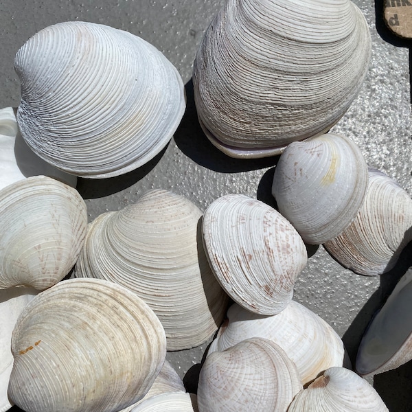 Quahog Clams seashells shells crafts painting decoupage decorations