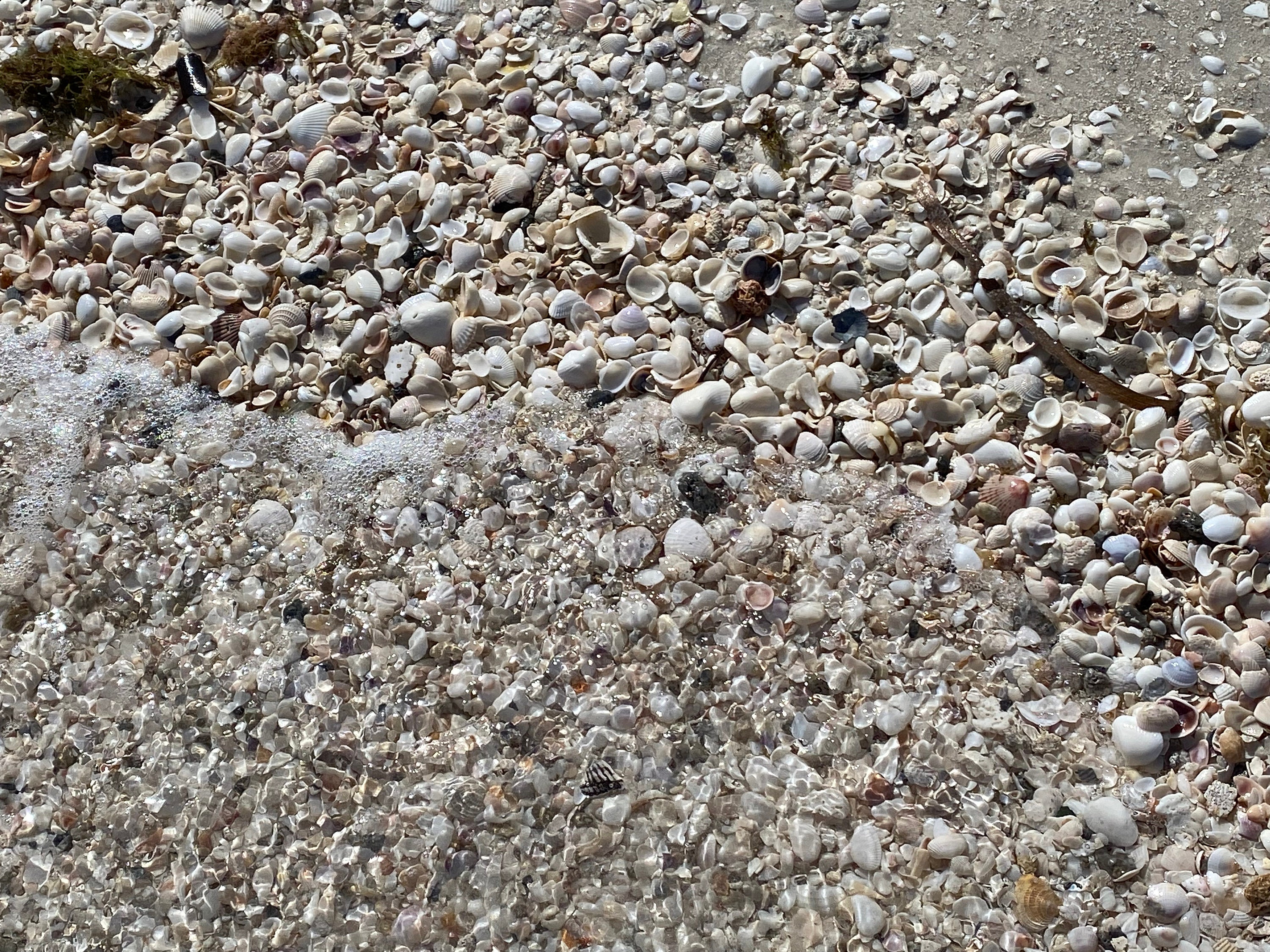 Seashells Coquina Clam Shells 100 FREE SHIPPING Collected Etsy