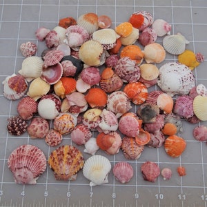 Seashells Calico Scallop Shells FREE SHIPPING collected from Naples to Sanibel Florida, 5 sizes or mixed perfect for crafts