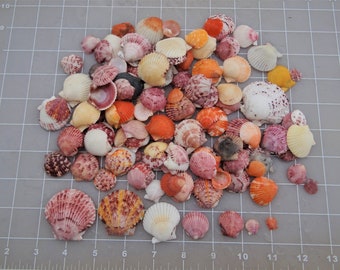 Seashells Calico Scallop Shells FREE SHIPPING collected from Naples to Sanibel Florida, 5 sizes or mixed perfect for crafts