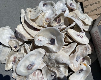 Dongfeng Conch Snail Sea Shells Beach Decoration DIY Jewelry - Etsy