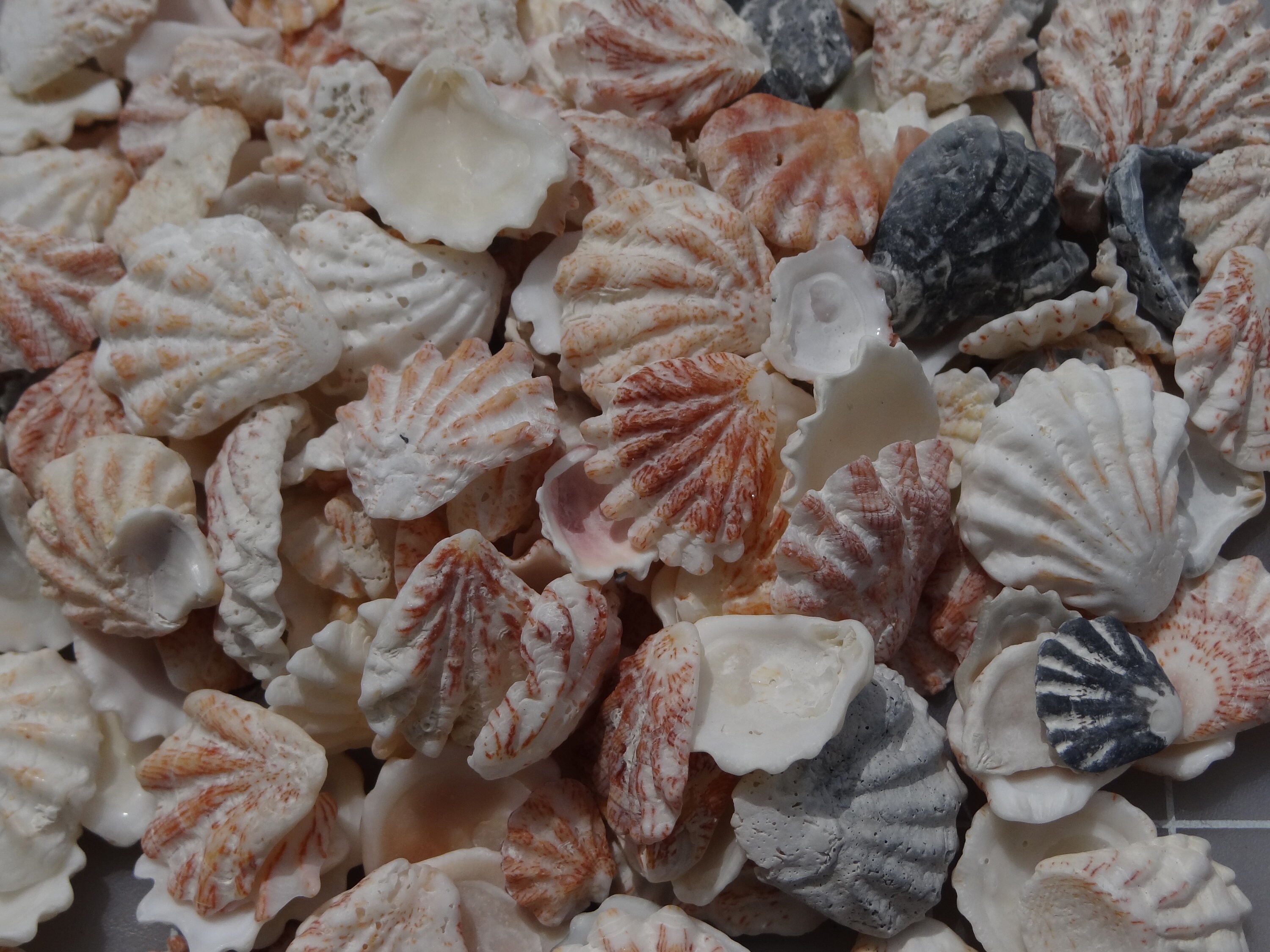 Shells Seashells Cats Paw/ Kitten Paw X 40 - Etsy