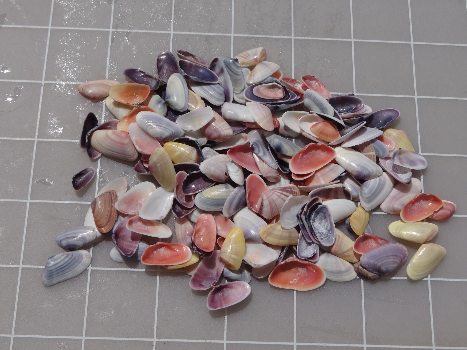 Seashells Coquina Clam Shells 100 FREE SHIPPING Collected Etsy