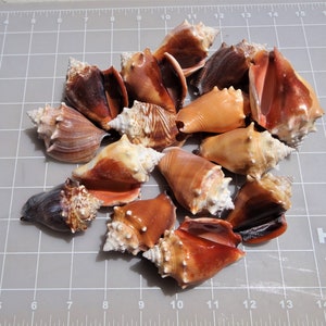 10 Natural Scallop Shell, Undrilled Seashells, Natural Seashells