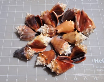 Seashells Florida Fighting Conch, FREE SHIPPING, from Naples to Sanibel, 3 sizes