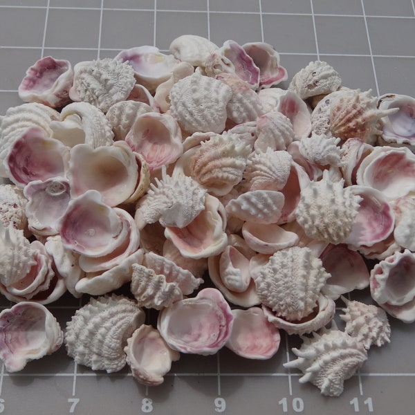 Shells Florida seashells 50 Jewel Box SpinyNaples to Sanibel