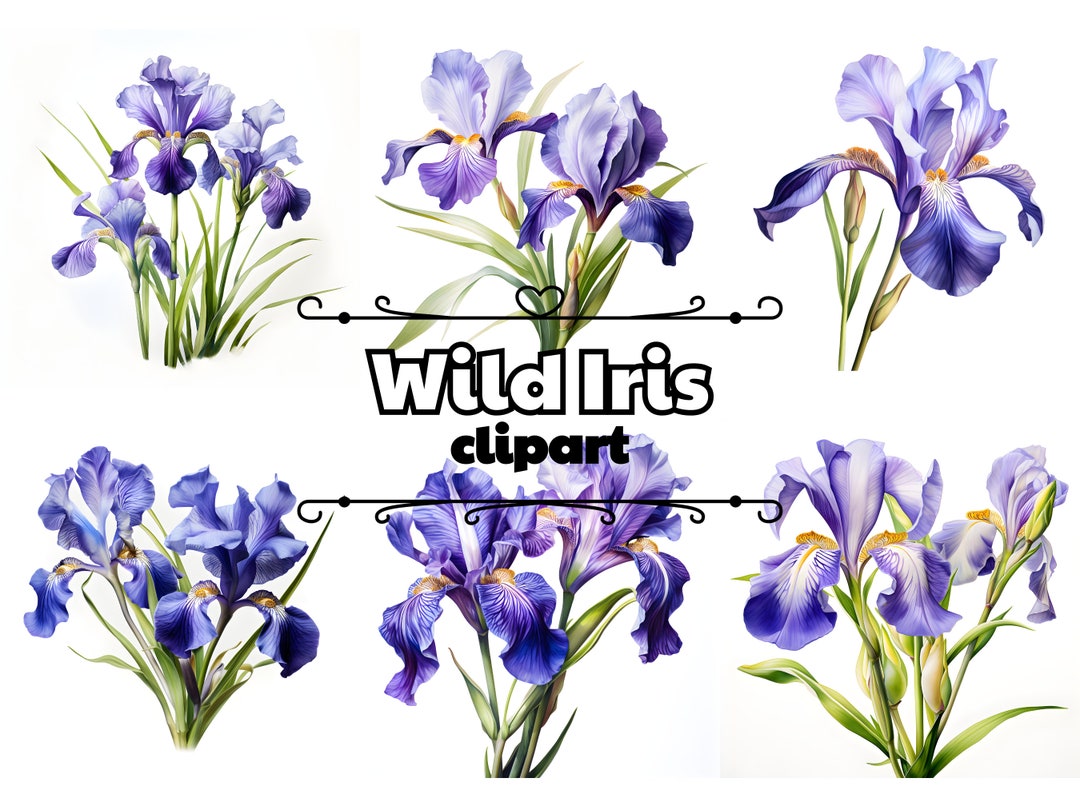 Wild Iris Clipart Watercolor Iris Clipart Flower Clipart - Etsy