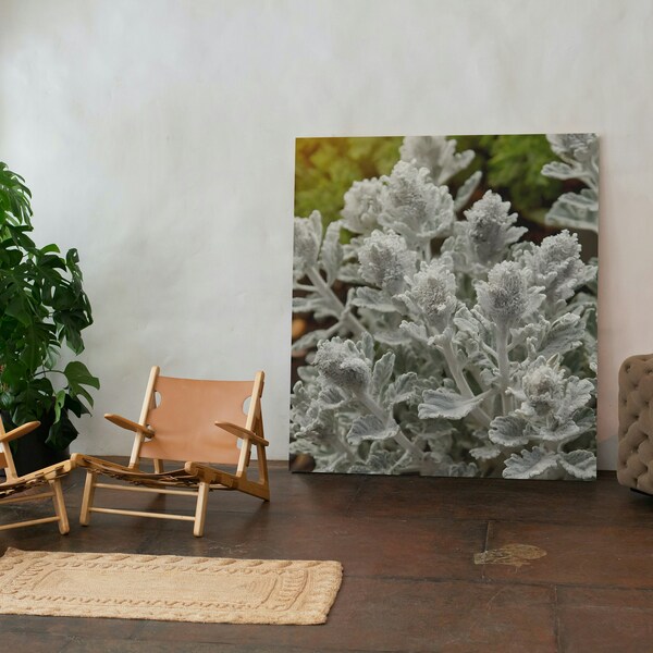 Printable Silver Dust Dusty Miller Flower, Jacobaea Maritima in Garden Wallpaper, Digital Download, Wall Art