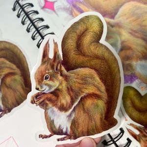 ADESIVO SCOIATTOLO ROSSO / Illustrazione di fauna selvatica disegnata a mano come grande adesivo artistico trasparente - Impermeabile e resistente - Decora diari e computer portatili