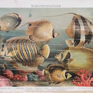 5 stampe antiche cromolitografiche a tema marino. Alcune ancora con carta protettiva originale , come si vede nella foto di anteprima .
