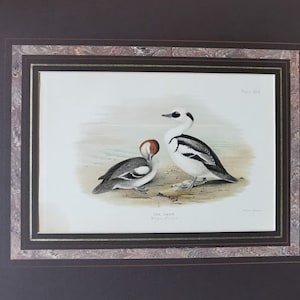 Gruppo di due stampe anatre  antiche , cromolitografie di J.Green con passpartout, a smusso , con applicazione in carta marmorizzata.