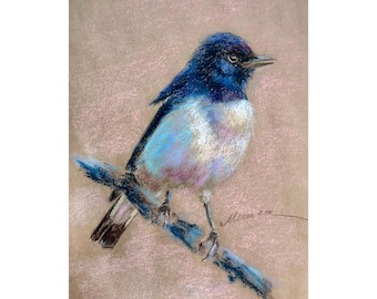 Pintura de pájaro ORIGINAL, atrapamoscas, arte, esmoquin, dibujo al óleo pastel, obra de arte, 8 x 10 pulgadas, de Muura