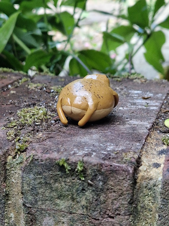 Frog Yawning
