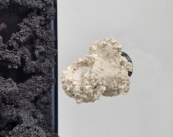 Mehrfach - ReefBlend Ledge Single Frag - magnetischer Frag Halter - zum Patent angemeldete Technologie