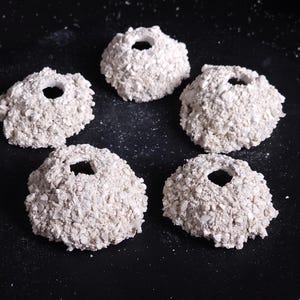 ReefBlend Dome 2&quot; Drilled | Sand & Crushed Coral Frag Mount | Aquascaping Coral Plug Holder | Single or 5-Pack | Patent Pending Technology