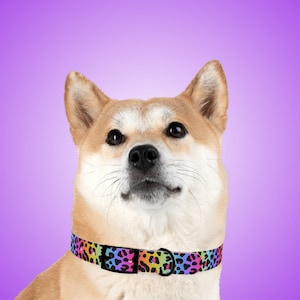 Retro 90's Dog Collar | Rainbow Leopard Collar | Colorful Dog Collar | 80's Collar | Leopard Print Dog Collar | Matching Leash and Collar