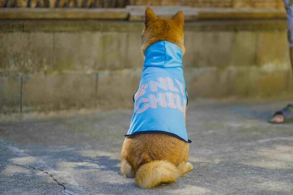 Only Child Dog Hoodie Sweater for Dogs Sweatshirt for Dogs Pawprint Hoodie  for Dogs Funny Dog Hoodie Meme Hoodie for Dogs Clothes for Dogs - Etsy  Australia