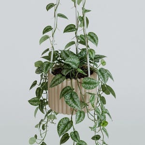 May include: A trailing Scindapsus pictus plant with heart-shaped, variegated green and silver leaves, potted in a cylindrical, vertically ribbed beige planter suspended by three thin white cords against a plain light grey background.