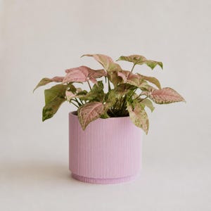 以下が含まれることがあります： ピンクと緑の斑が入った矢印型の葉を持つシンゴニウムの植物が、円筒形の淡いピンク色の鉢に植えられています。鉢の外側には垂直方向の畝状のテクスチャーが施されており、底面には縁取りがあるため、すっきりとした外観になっています。