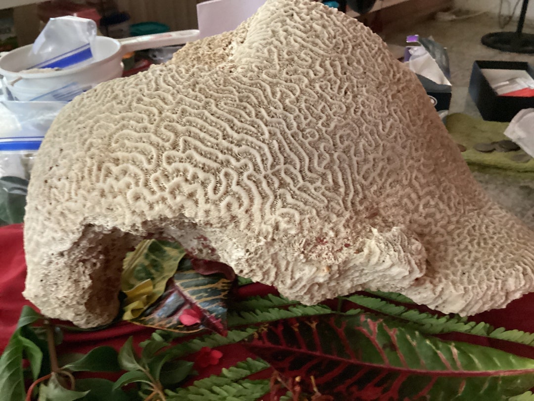 Authentic Extra Large Brain Coral Etsy