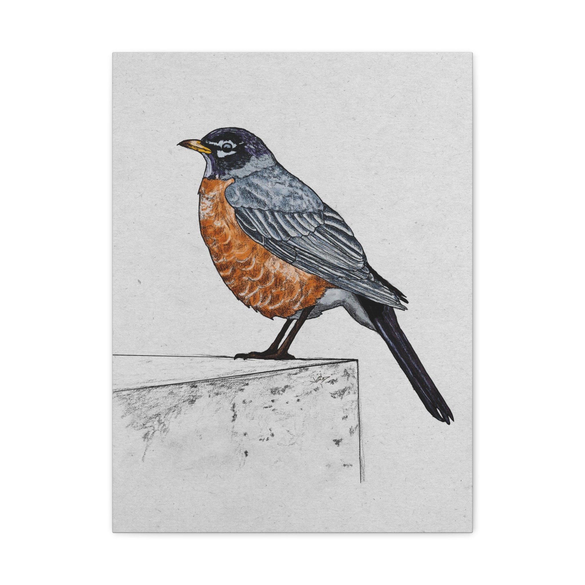 Robin Several Robin Drawing Printed on Canvas in Multiple Sizes - Etsy
