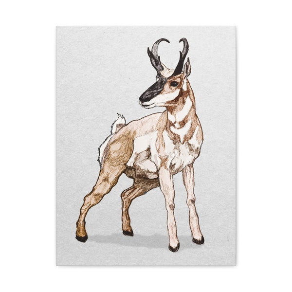 Pronghorn Antelope drawing Printed on Canvas in multiple sizes