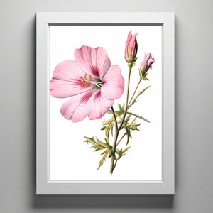 Texas Pink Primrose, digital drawing of a native Texas wildflowers | digital download