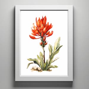 Texas Indian Paintbrush, digital drawing of a native Texas wildflowers | digital download