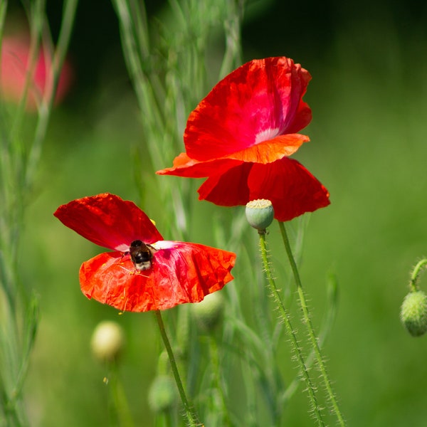 The poppy and the bee print (6"x4")