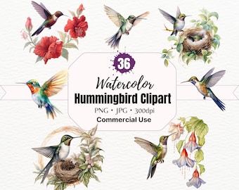 Colibrì Png, Pacchetto acquerello, Uccelli esotici, Arte colibrì, ClipArt tropicale, Arte della scuola materna, Clipart acquerello, ClipArt colibrì