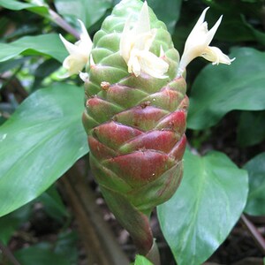 Shampoo Ginger Ryzome TEN Shampoo Ginger Rhizomes - Etsy