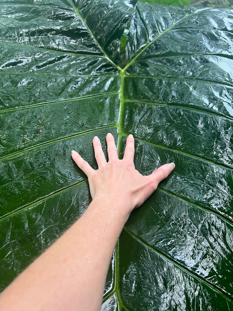 Two Giant Elephant Ear Starter Bulbs Xanthosoma Robustum Etsy