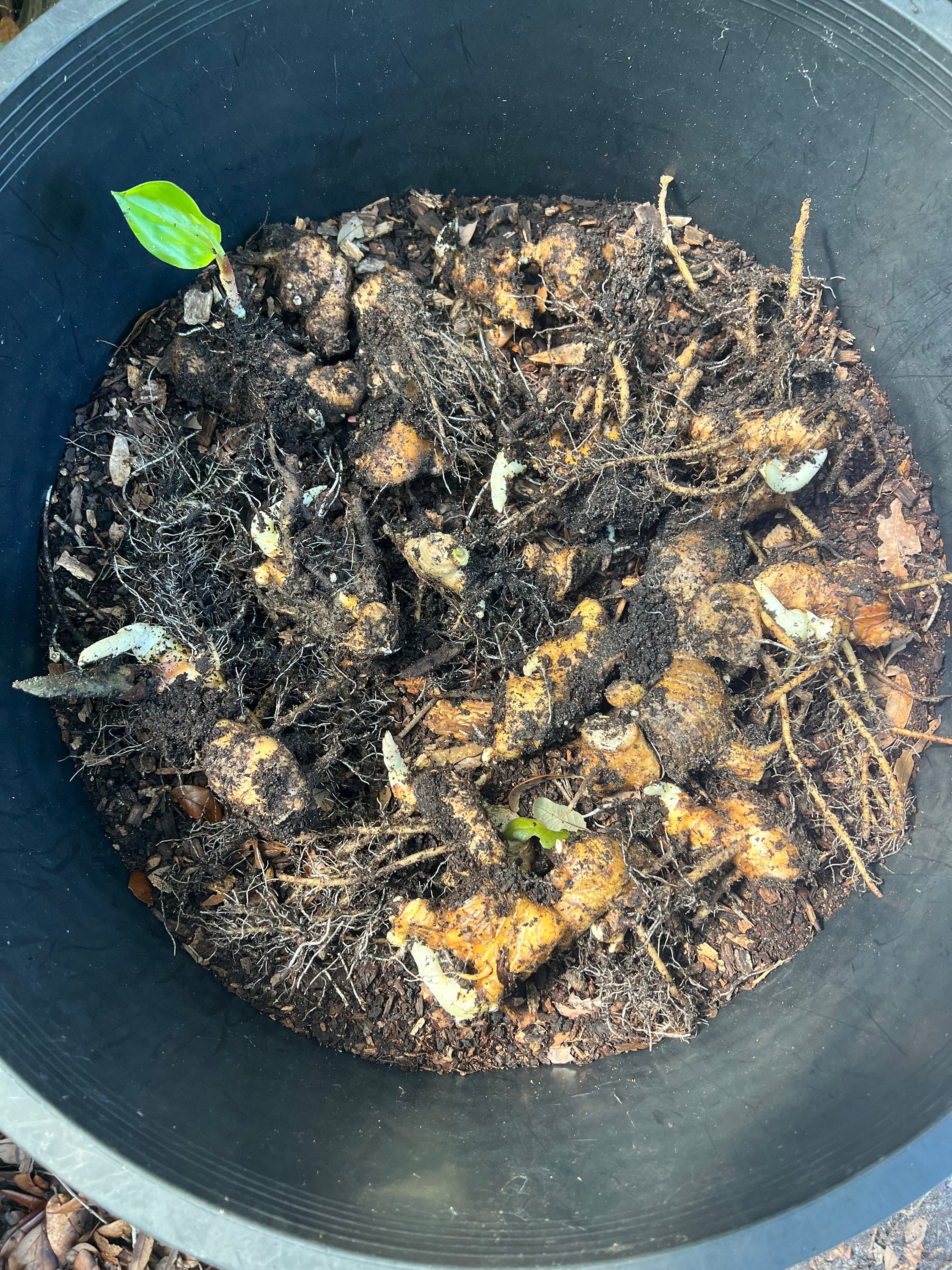 Shampoo Ginger Ryzome TEN Shampoo Ginger Rhizomes - Etsy